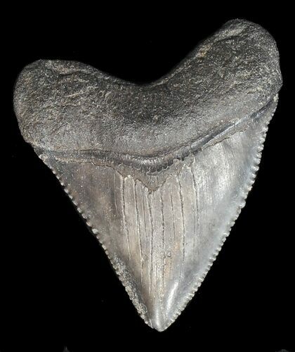 Serrated, Juvenile Megalodon Tooth - Georgia #43047